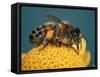 Honey Bee on Flower-Dr^ Jeremy-Framed Stretched Canvas