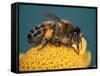 Honey Bee on Flower-Dr^ Jeremy-Framed Stretched Canvas