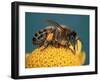 Honey Bee on Flower-Dr^ Jeremy-Framed Photographic Print