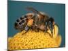 Honey Bee on Flower-Dr^ Jeremy-Mounted Photographic Print