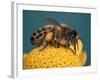 Honey Bee on Flower-Dr^ Jeremy-Framed Photographic Print