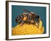 Honey Bee on Flower-Dr^ Jeremy-Framed Photographic Print