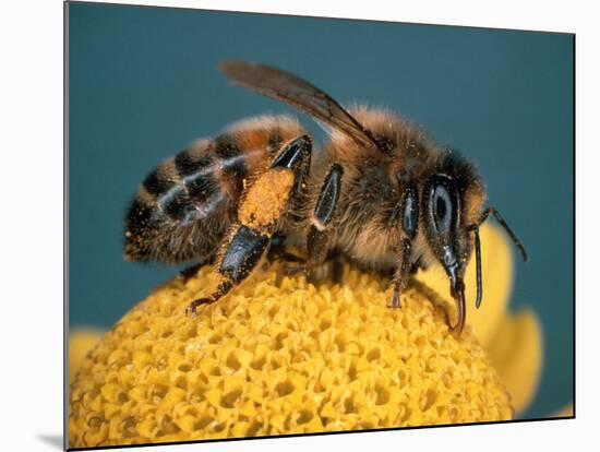 Honey Bee on Flower-Dr^ Jeremy-Mounted Photographic Print