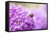 Honey Bee on Violet Allium-essentialimagemedia-Framed Stretched Canvas