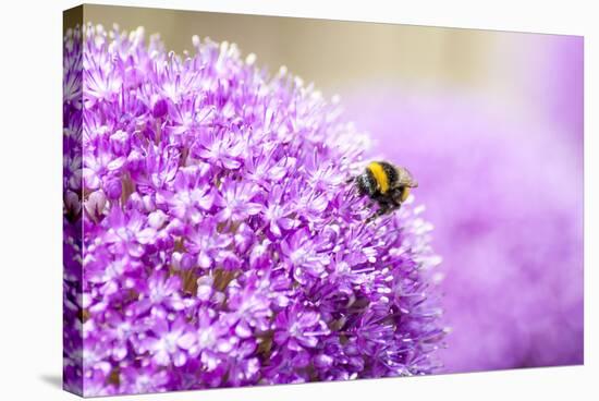 Honey Bee on Violet Allium-essentialimagemedia-Stretched Canvas