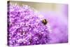 Honey Bee on Violet Allium-essentialimagemedia-Stretched Canvas