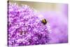 Honey Bee on Violet Allium-essentialimagemedia-Stretched Canvas