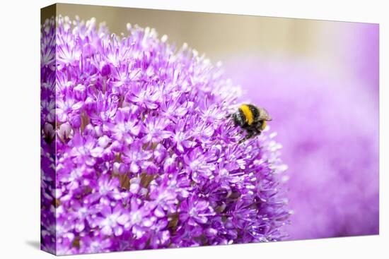 Honey Bee on Violet Allium-essentialimagemedia-Stretched Canvas