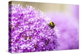 Honey Bee on Violet Allium-essentialimagemedia-Stretched Canvas