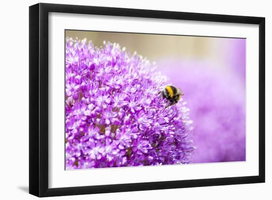 Honey Bee on Violet Allium-essentialimagemedia-Framed Photographic Print