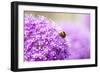 Honey Bee on Violet Allium-essentialimagemedia-Framed Photographic Print