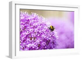 Honey Bee on Violet Allium-essentialimagemedia-Framed Photographic Print