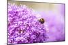 Honey Bee on Violet Allium-essentialimagemedia-Mounted Photographic Print