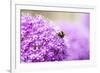 Honey Bee on Violet Allium-essentialimagemedia-Framed Photographic Print