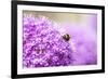 Honey Bee on Violet Allium-essentialimagemedia-Framed Photographic Print