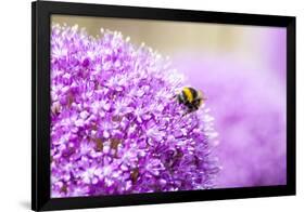 Honey Bee on Violet Allium-essentialimagemedia-Framed Photographic Print