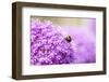 Honey Bee on Violet Allium-essentialimagemedia-Framed Photographic Print