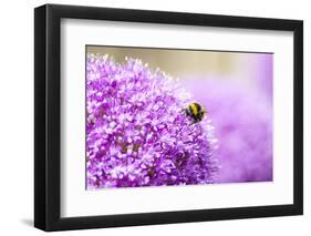 Honey Bee on Violet Allium-essentialimagemedia-Framed Photographic Print