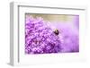 Honey Bee on Violet Allium-essentialimagemedia-Framed Photographic Print