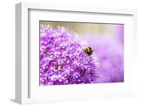 Honey Bee on Violet Allium-essentialimagemedia-Framed Photographic Print