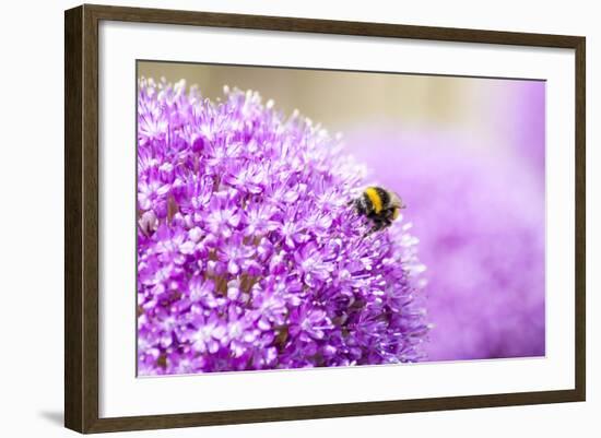 Honey Bee on Violet Allium-essentialimagemedia-Framed Photographic Print