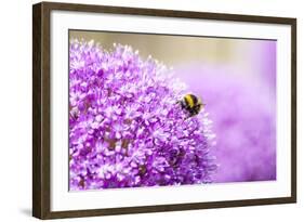 Honey Bee on Violet Allium-essentialimagemedia-Framed Photographic Print