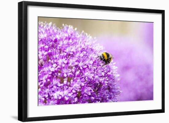 Honey Bee on Violet Allium-essentialimagemedia-Framed Photographic Print