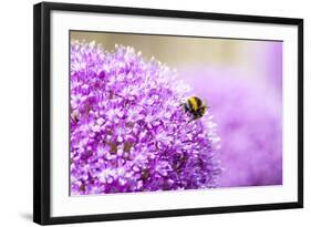 Honey Bee on Violet Allium-essentialimagemedia-Framed Photographic Print