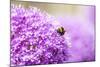 Honey Bee on Violet Allium-essentialimagemedia-Mounted Photographic Print