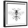 Honey Bee-Clara Wells-Framed Giclee Print