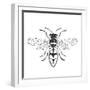 Honey Bee-Clara Wells-Framed Giclee Print