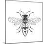 Honey Bee-Clara Wells-Mounted Giclee Print