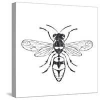 Honey Bee-Clara Wells-Stretched Canvas