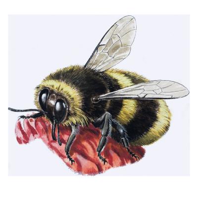 'Honey Bee' Giclee Print - R. B. Davis | AllPosters.com