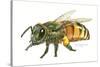 Honey Bee-Tim Knepp-Stretched Canvas