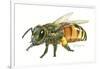 Honey Bee-Tim Knepp-Framed Giclee Print