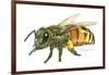 Honey Bee-Tim Knepp-Framed Giclee Print