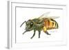 Honey Bee-Tim Knepp-Framed Giclee Print