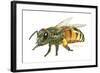 Honey Bee-Tim Knepp-Framed Giclee Print