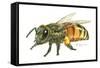 Honey Bee-Tim Knepp-Framed Stretched Canvas