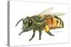 Honey Bee-Tim Knepp-Stretched Canvas