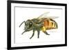 Honey Bee-Tim Knepp-Framed Giclee Print