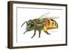 Honey Bee-Tim Knepp-Framed Giclee Print