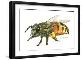 Honey Bee-Tim Knepp-Framed Giclee Print