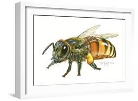 Honey Bee-Tim Knepp-Framed Giclee Print