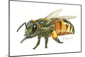 Honey Bee-Tim Knepp-Mounted Giclee Print