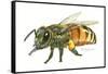 Honey Bee-Tim Knepp-Framed Stretched Canvas