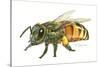 Honey Bee-Tim Knepp-Stretched Canvas