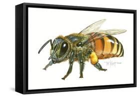 Honey Bee-Tim Knepp-Framed Stretched Canvas