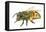 Honey Bee-Tim Knepp-Framed Stretched Canvas